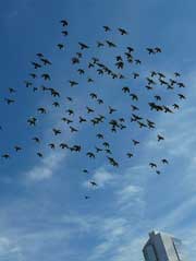 migraciones animales