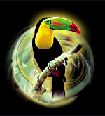 Los Pájaros Nos Miran a los Ojos Para Ver Si Les Estamos Observando