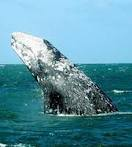  ballenas 