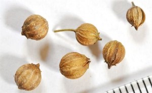 Aceite de cilantro podría acabar con infecciones transmitidas por alimentos y con fármacoresistentes