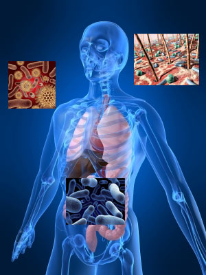 Estado de bienestar bacteriano Estado de bienestar bacteriano