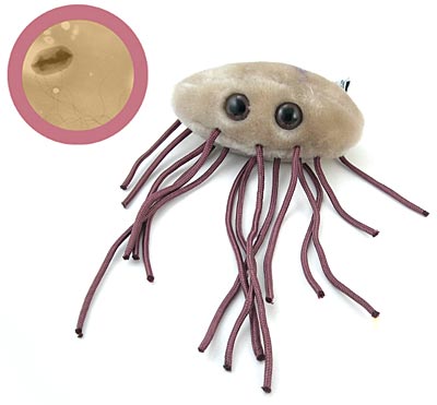  E. Coli 