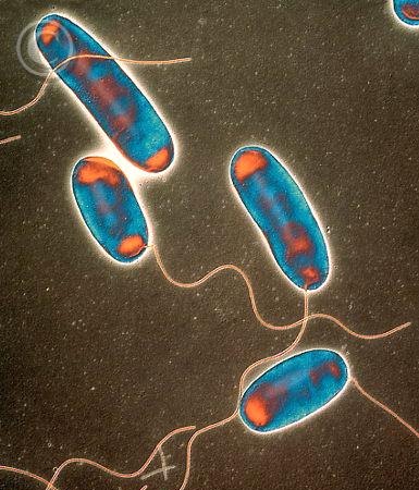  bacterias construyen refugios 