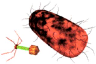  bacterias para replicarse 