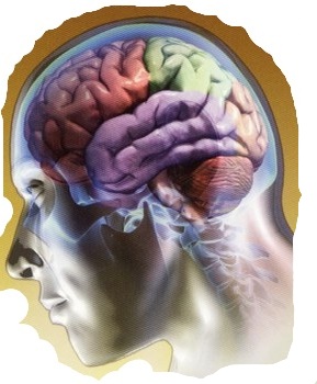 Hallan los mecanismos que CIEGAN al CEREBRO cuando se le satura de información