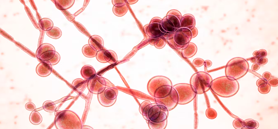 HONGOS PATOGENOS lista negra HONGOS PATOGENOS