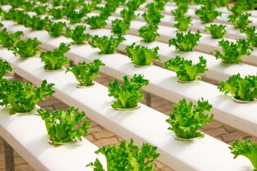 CULTIVO sin suelo y con OZONO CULTIVO sin suelo
