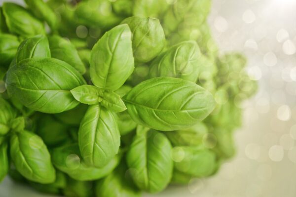 ALBAHACA proteger con OZONO ALBAHACA