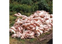 China halla la causa de la misteriosa muerte de cientos de cerdos en el sur del pa�s