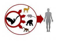 EBOLA se combate con OZONO