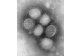 El nuevo virus de la gripe ataca especialmente los pulmones