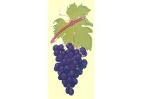 El OZONO en la conservaci�n de las UVAS