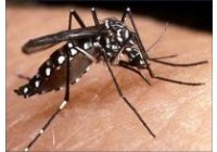 Epidemia de Dengue que est� siendo minimizada por las autoridades sanitarias argentinas