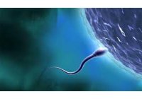 Espermatozoides 'asfixiados' por la contaminaci�n