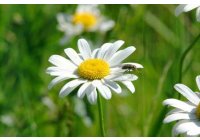 FLOR CORTADA y con OZONO