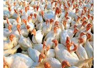 La presencia del virus H1N1 ha sido confirmada en pavos en granjas de Chile