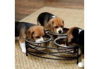 La UE investiga si la COMIDA para animales ESTA contaminada