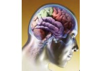 Los contaminantes de los alimentos pueden alterar la capacidad intelectual