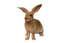 Los ecologistas denuncian la muerte de animales producida por clorofacinona