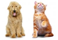 OLORES de MASCOTAS eliminados con OZONO