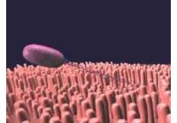 Un mecanismo de defensa de las c�lulas intestinales podr�a reforzar la producci�n de f�rmacos contra las infecciones hospitalarias
