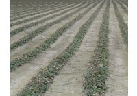 Una investigaci�n aboga por el gas OZONO como sustituto de fitosanitarios habituales en el campo