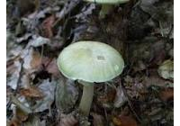 Venenos ecol�gicos